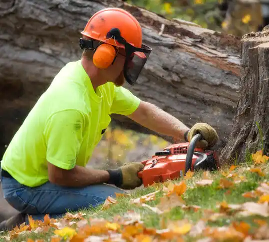 tree services Dublin